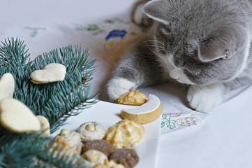Junge Britisch Kurzhaar Katze spielt mit Weihnachtsplätzchen