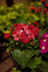 flores de cineraria