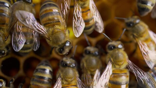 Bees on honeycombs macro shot. Bees make honey and put it in honeycombs. Thoroughbred on the bees on the farm.
