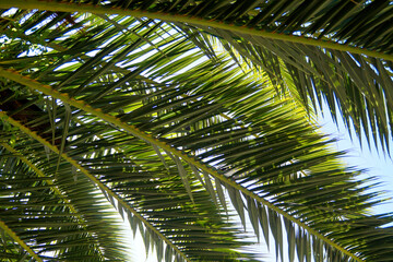 Fototapeta premium a tropical pattern of a palm tree leaves against the blue sky for website backgrounds, Merano, South Tyrol, Italy 