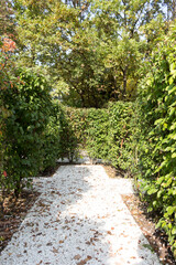 hedge of Apple trees, landscape design fragment. autumn view.