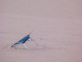 grasshopper in the dunes