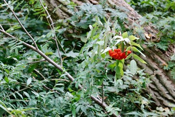 wild strawberry in the forest