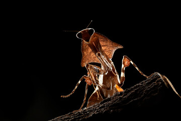 Dead leaf mantis on black background