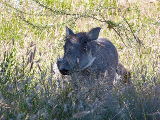 warthog in the wild