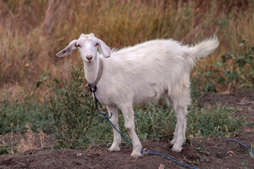 Cute beautiful autumn Young goatling outdoors she-goat feeding with grass, grazing on nature countryside. Domestic, eco farm animals Kid   Summer Grass Side view meadow yeanling