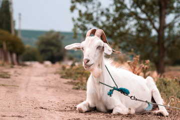 Fototapeta premium Cute beautiful autumn Young goatling outdoors she-goat feeding with grass, grazing on nature countryside. Domestic, eco farm animals Kid Summer Grass Side view meadow yeanling
