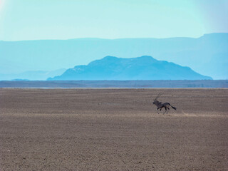 Fototapeta na wymiar oryx in the wild desert