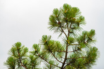 Pine tree branches sky Christmas tree,  Pine branch gray sky