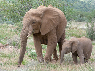 elephants in the wild 
