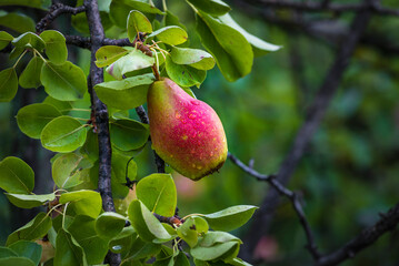 Beautiful  Riping Juicy pears on a tree  branch Organic summer garden Selective focus after rain