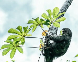 sloth eating from tropical trees © Cavan
