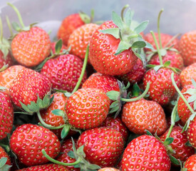 strawberry harvest in a bucket on a plantation