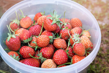 strawberry harvest in a bucket on a plantation