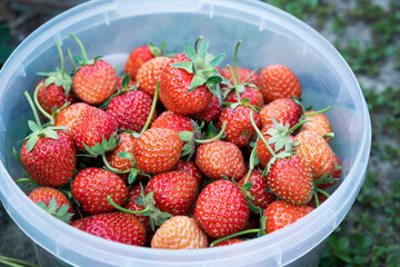 strawberry harvest in a bucket on a plantation
