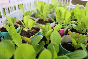 vegetable seedlings potted using recycled paper inside a crate