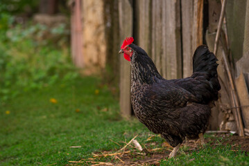 Portrait of the black orpington chicken hen on the grass hen nibbling on the green grass in the garden  gallus domesticus bird feeding at the farm wood fence, red comb, free