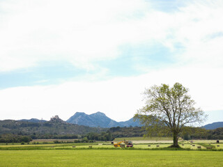 Fototapeta na wymiar Magnificent spring landscape with a large tree in the middle of meadows where hay is harvested by agricultural machinery in the Alpilles in Provence in France 