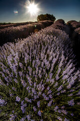 Obraz premium Harvest Hosts Washington's State Lavender farming