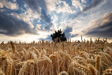 sunbeams over wheat golden field