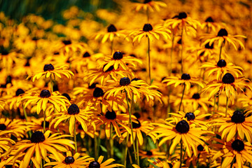 Yellow Cone flowers Rudbeckia fulgida var. deamii. Black Eyed Susan daisy-like flowers, with...