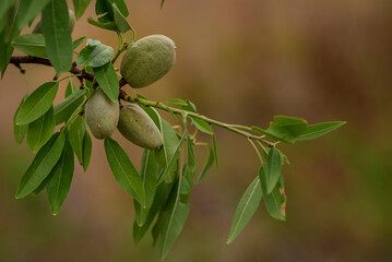 Almond’s nuts tree copy space green branch  Moldova harvest