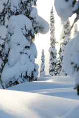 Snowy backcountry sub alpine meadow with soft backlit glow from sun