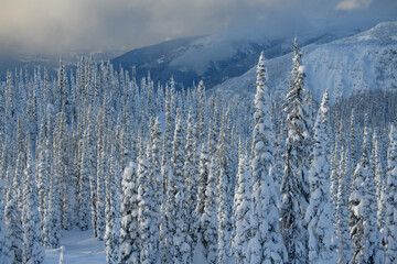 Alpen glow over forest covered in heavy snow in Revelstoke backcountry