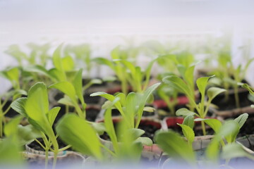 vegetable seedlings potted using recycled paper inside a crate