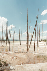 Trees at Fountain Paint Pots