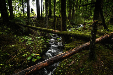Mountain Biker catching air in temperate rainforest trail