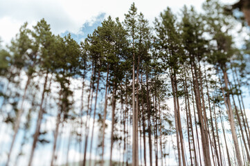 Trees in Yellowstone Nation Park
