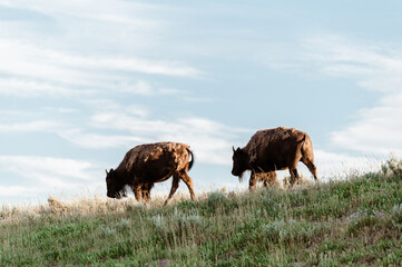 Bison Grazing in Hayden Valley, Yellowstone National Park