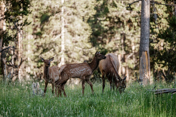Mother Elk with Elk Calves in Yellowstone National Park