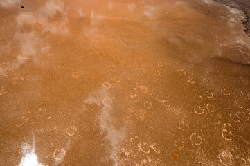 Bison Tracks at Grand Prismatic Spring in Yellowstone National Park