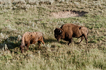 Bison Grazing in Hayden Valley, Yellowstone National Park