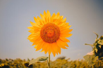Sunflower in Tuscany at the end of the cycle.