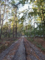 Fototapeta na wymiar las - drzewa - Polska