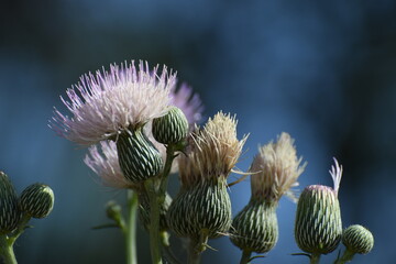 Thistle