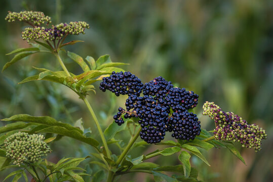 รูปภาพNigra เลือกดูภาพถ่ายสต็อก เวกเตอร์ และวิดีโอ13,024 Adobe Stock