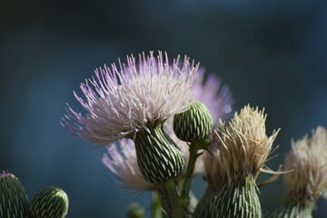 Thistle