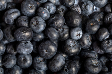 Macro close up of unwashed blueberries.