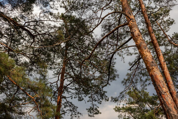 Green pine trees branches on cloudy sky background. Sunny spring look up in evergreen forest