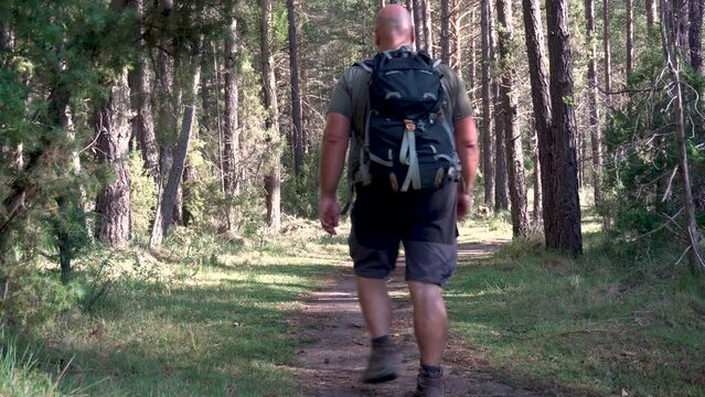 Rear view of a man hiking in the nature
