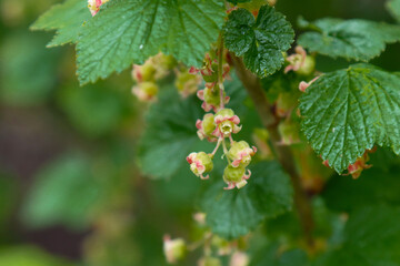 Flowering currant bush in nature.