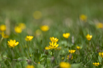 Green vivid grass with yellow flowers meadow close-up in spring forest. Selective focus, blurred trees background with vibrant greenery foliage. Shallow depth of field