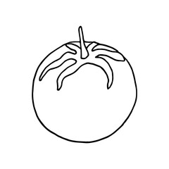 tomato in doodle style