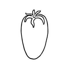 tomato in doodle style