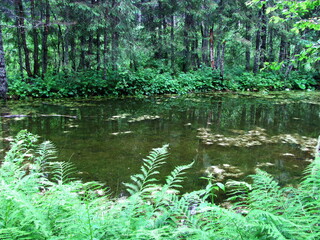 A lake in the middle of the forest