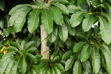 Schefflera Actinophylla